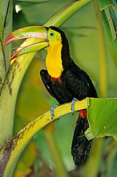 巨嘴鸟,成年,栖息,香蕉,树,洪都拉斯,中美洲