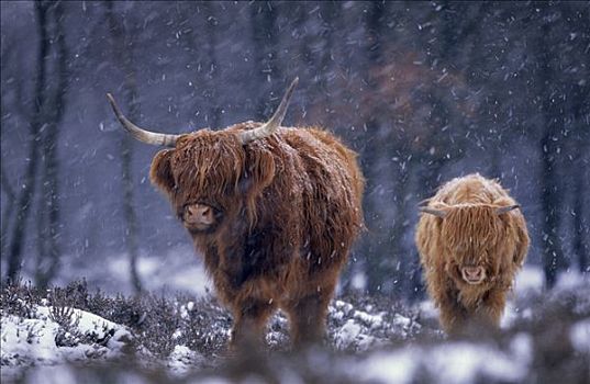 家牛,高地,母兽,暴风雪,欧洲
