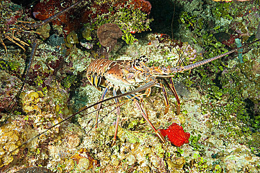 大螯虾,加勒比,深潜,海湾群岛,洪都拉斯,中美洲