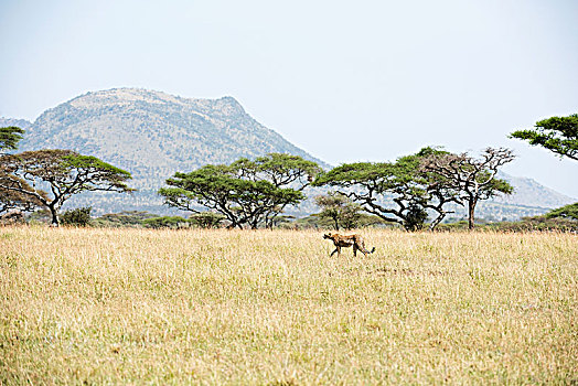 印度豹,猎豹,走,大草原,塞伦盖蒂国家公园,坦桑尼亚