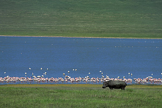坦桑尼亚,恩戈罗恩戈罗火山口,河马,火烈鸟,背景