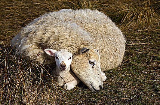 母羊,北方,弗里斯兰省,德国,欧洲