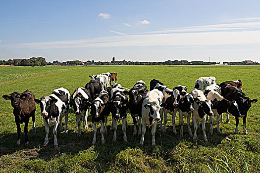 家牛,多,地点,弗里斯兰省,荷兰