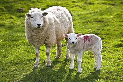 绵羊,羊羔肉,草场