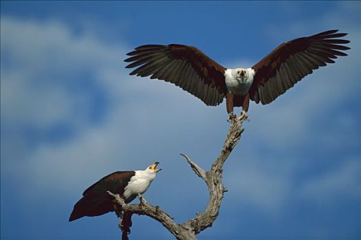 非洲鱼鹰,吼海雕,一对,残枝,乔贝国家公园,博茨瓦纳