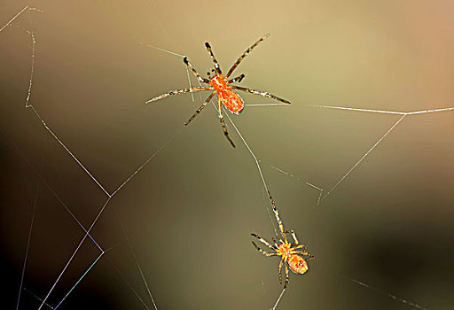 缠结,蜘蛛网,蜘蛛,交际,分享,自然保护区,区域,秘鲁,南美