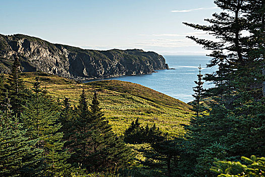 风景,头部,大西洋,海岸,特威林盖特,拉布拉多犬,加拿大