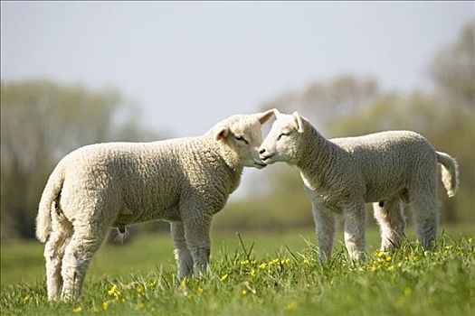 两个,羊羔,草场,石荷州,德国