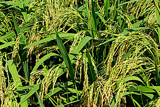 稻谷稻穗