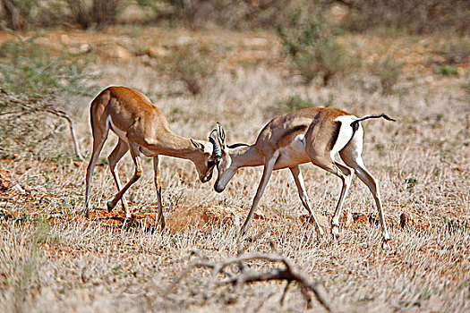 瞪羚,纳库鲁,公园,肯尼亚