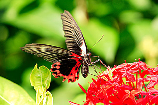 深红色,凤蝶,成虫,花,东南亚