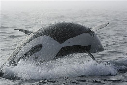逆戟鲸,鲸跃,威廉王子湾,阿拉斯加