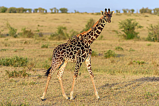 马赛长颈鹿,长颈鹿,小动物,红嘴牛椋鸟,颈部,马赛马拉国家保护区,肯尼亚,非洲