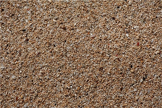 沙子,珊瑚
