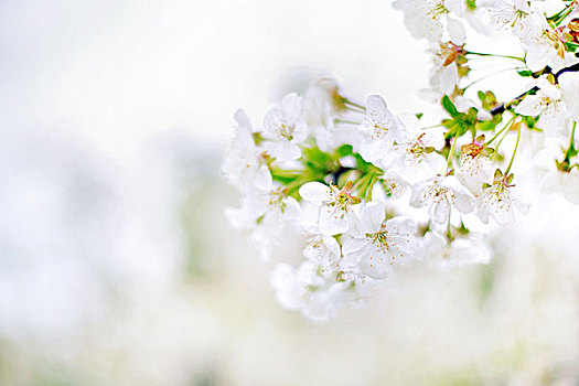 漂亮,新鲜,枝条,春天,苹果树