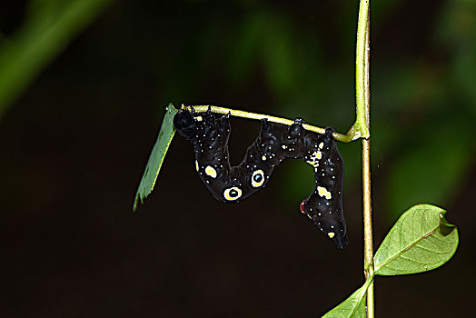 黑色的小蛾子图片