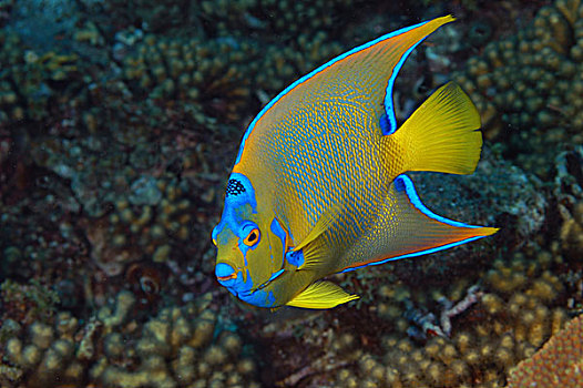 成年,皇后,刺蝶鱼,荷属安的列斯