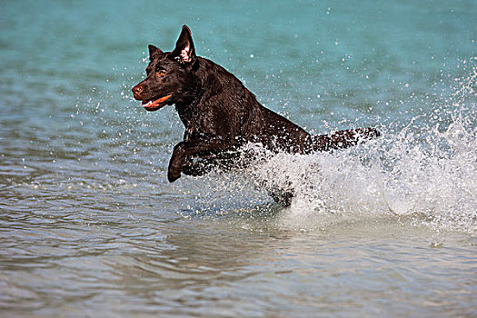 拉布拉多犬,褐色,跑,水中,奥地利,欧洲