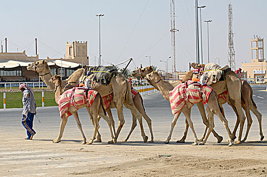 赛骆驼,多哈,卡塔尔,阿联酋,中东