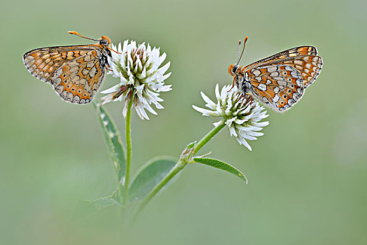 两个,湿地,豹纹蝶,白色背景,三叶草,四叶草,图林根州,德国,欧洲