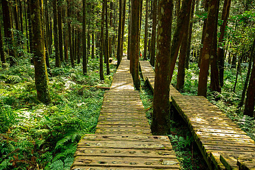 森林里给登山人安全行走的木栈道