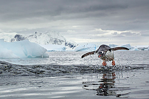南极,岛屿,巴布亚企鹅,跳跃,水,岩石,海岸线,靠近,栖息地