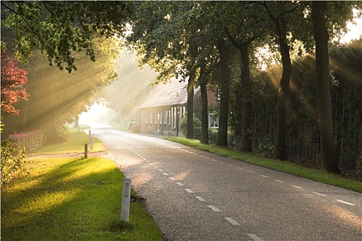 荷兰,乡间小路,农场,太阳,光照
