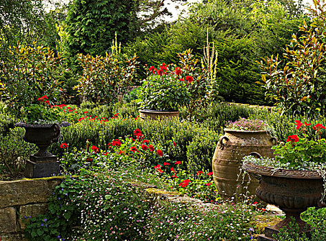 天竺葵,花,花园,英格兰