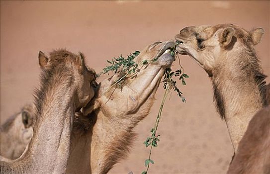 骆驼,进食,紫花苜蓿,露营,沙漠