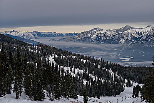 俯视图,树,积雪,滑雪坡,加拿大