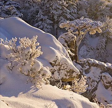 积雪,松树,山,下奥地利州