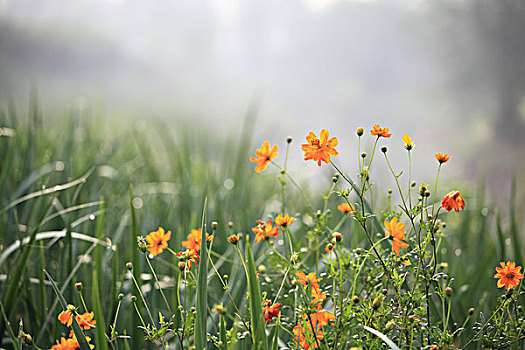 湿地公园植物与花卉