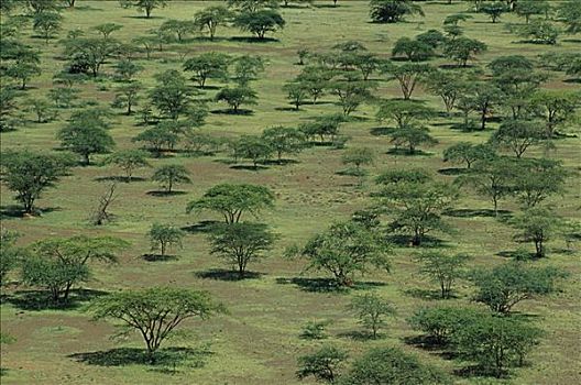 刺槐,树林,肯尼亚
