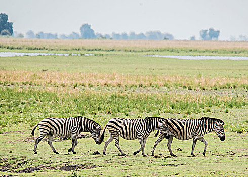牧群,斑马,乔贝国家公园,博茨瓦纳