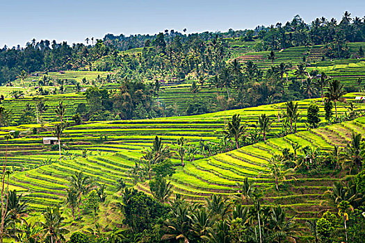 稻米梯田,稻田,巴厘岛,印度尼西亚