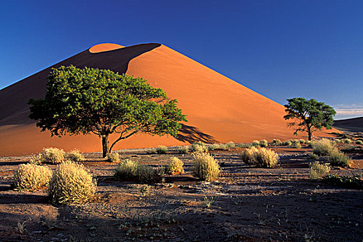 非洲,纳米比亚,公园,沙丘