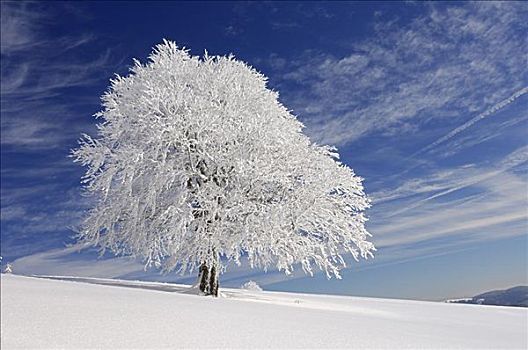 积雪,山毛榉树,黑森林,德国
