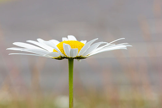 牛眼菊,花,特写