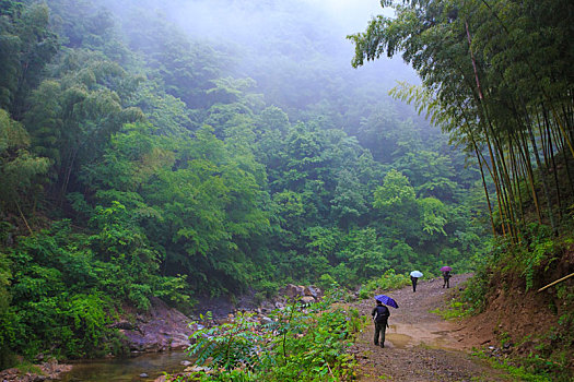 山,树林,雾气,云海,氤氲,绿色,树木,乡村