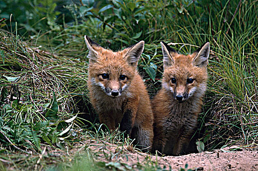 特写,两个,红狐,幼仔,突出,窝,狐属