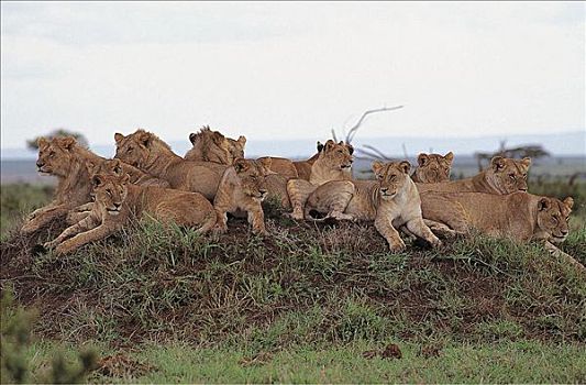 自豪,年轻,狮子,小,山,猫科动物,哺乳动物,马赛马拉,肯尼亚,非洲,动物