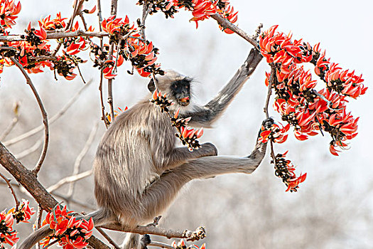 北方,灰色,叶猴,长尾叶猴,树林,国家公园,古吉拉特,印度,亚洲