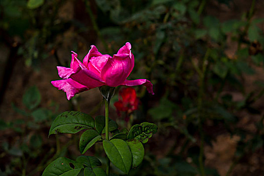 月季花,美丽月季,美艳月季花