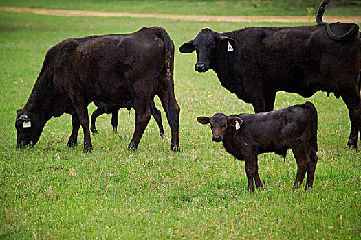 农业,黑色,母牛,幼兽,两个,放牧,健康,绿色,草场,田纳西,生物群,德克萨斯,美国