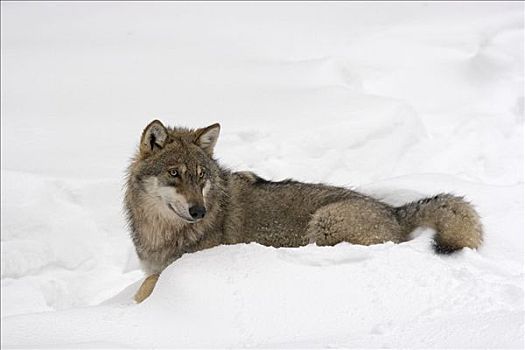 狼,雪地,巴伐利亚森林国家公园,巴伐利亚,德国,欧洲