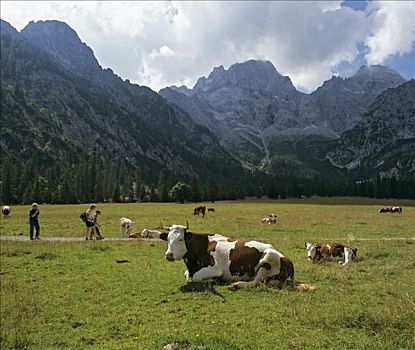 母牛,围场,东方,提洛尔,奥地利