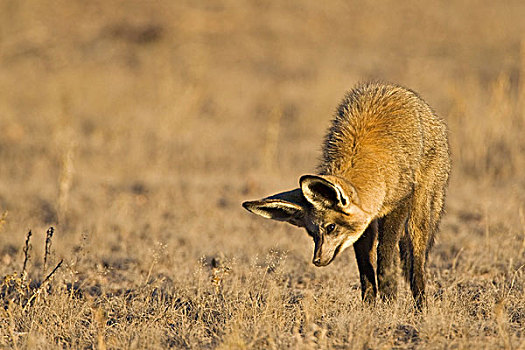 大耳狐,寻找,捕食,卡拉哈迪,国家公园,南非,博茨瓦纳,非洲