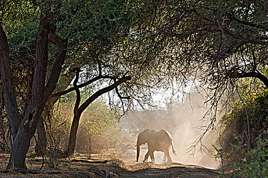 大象,灰尘,国家公园