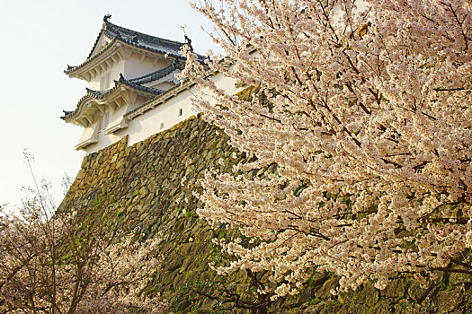 姬路城堡,春天,兵库,日本