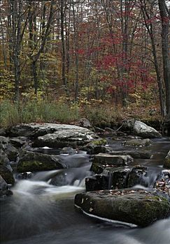 溪流,流动,树林,州立公园,城镇,门罗县,宾夕法尼亚,美国
